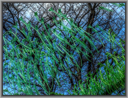 Installáció a Városligetben